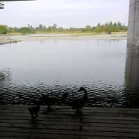 👣We we 娃嘩@Wetland 濕地公園遊🐊