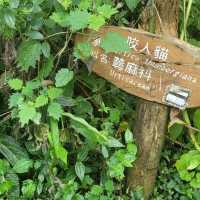 溪頭 