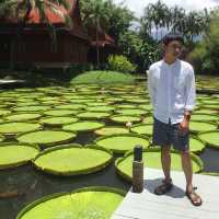 คาเฟ่ ที่มี ใบบัว สวยมาก 