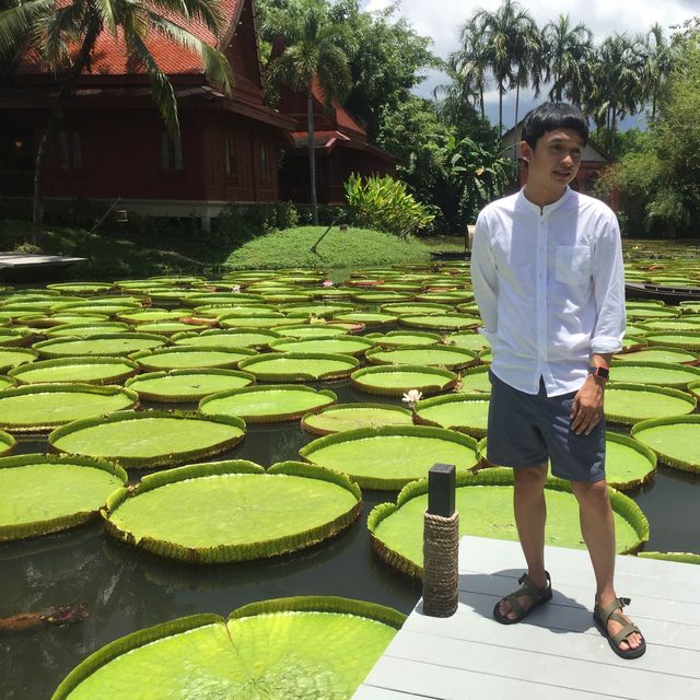 คาเฟ่ ที่มี ใบบัว สวยมาก 