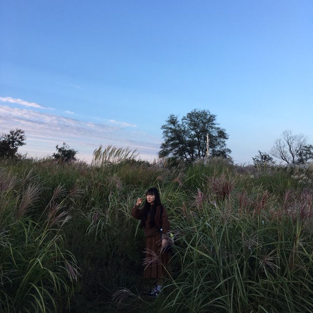 가을 억새 명소 “하늘공원”