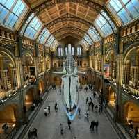 London Natural History Museum 🖼️