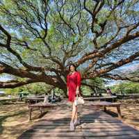 🌳 ต้นจามจุรียักษ์ อายุกว่า 100 ปี 🌿