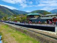 京都　KYOTO SAKURAめぐり❗️渡月橋から嵐山公園中之島地区まで散策してみた！