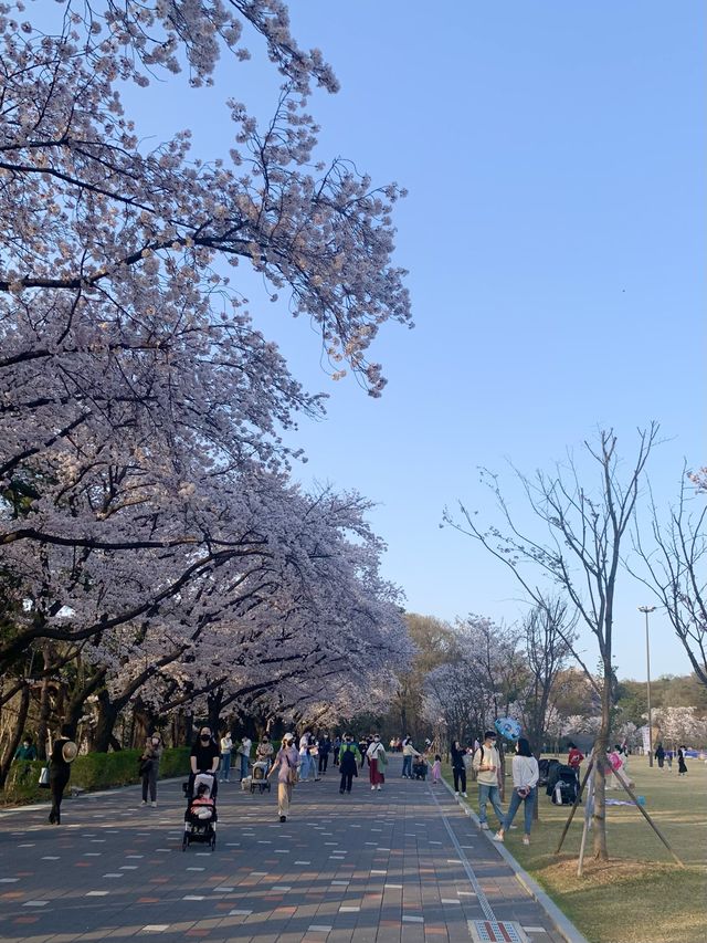 벚꽃 구경은 서울대공원에서 🌸🤍