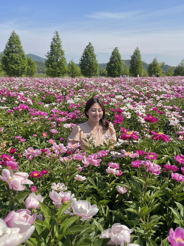 작약꽃밭 구경하고 가세요 💕