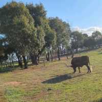 Open range safari in Melbourne, Australia