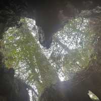 屋久島にあるウィルソン株に行ってきた🌳