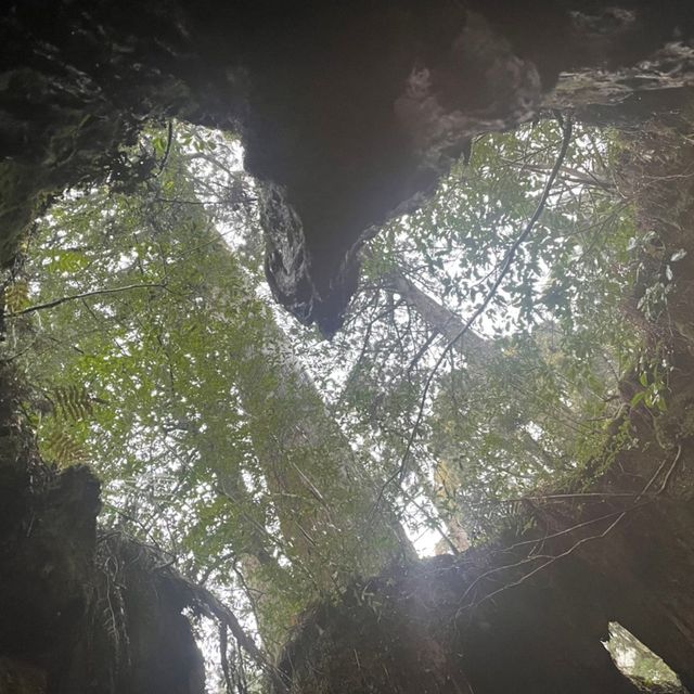 屋久島にあるウィルソン株に行ってきた🌳