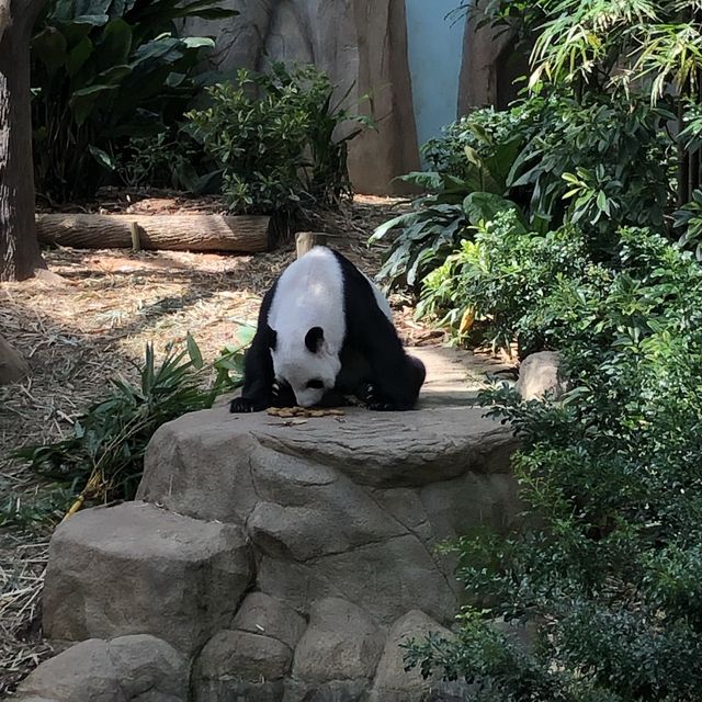 Mama Panda Kitchen 