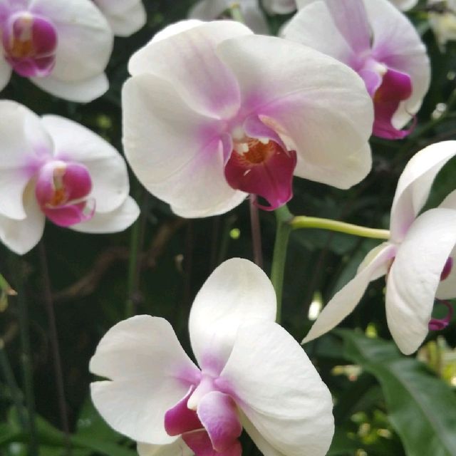 The UNESCO National Orchid Gardens