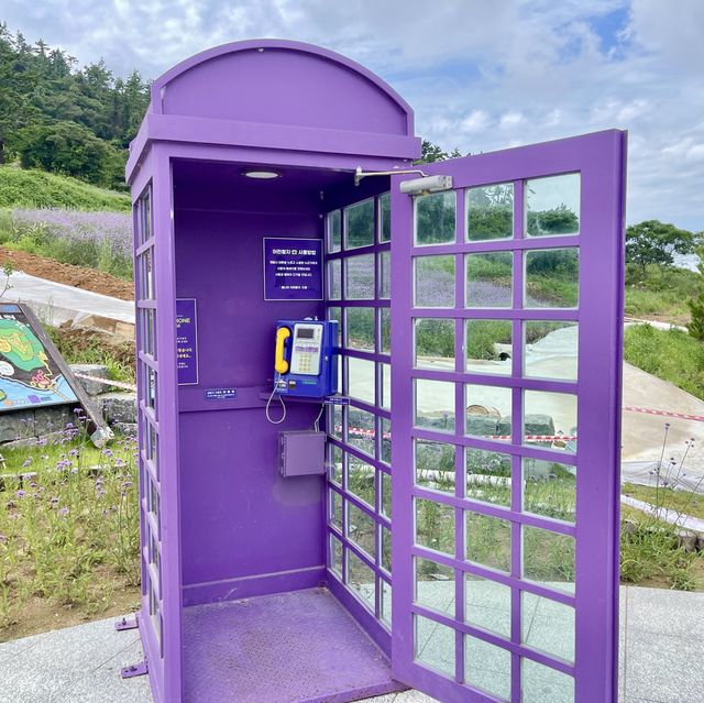 전남 신안의 퍼플섬 !! 보라보라마을 💜💜💜