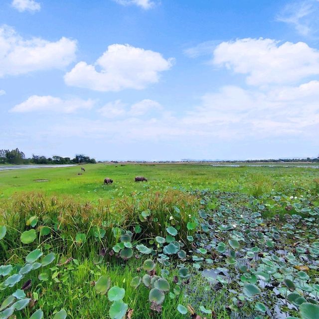 สะพานไม้แกดำ บรรยากาศท้องทุ่งนา
