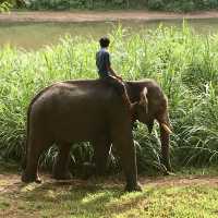 Visiting Elephants camp 