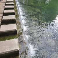 雲山水夢幻湖，超美落羽松和跳石步道