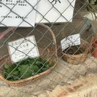 【遊山玩水吃喝玩樂】大帽山山腰舊式茶樓飲早茶