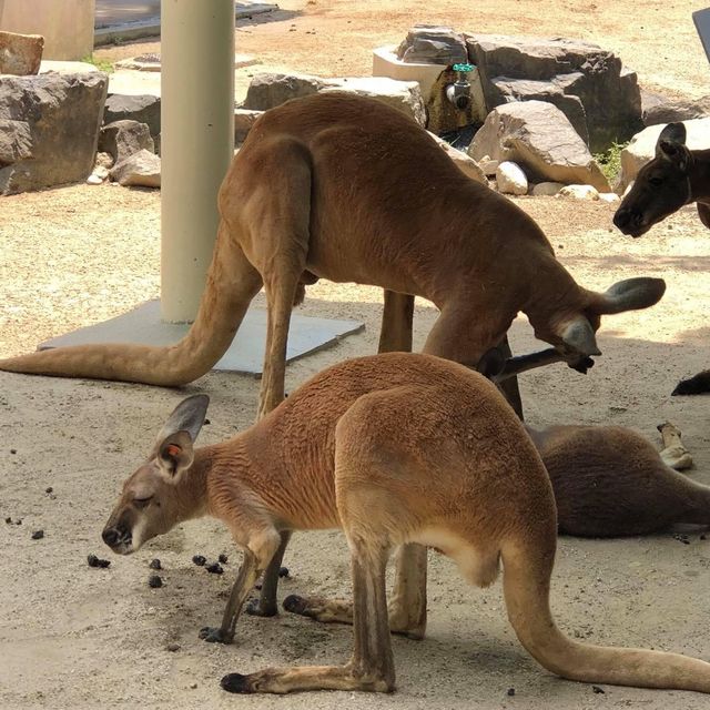 名古屋超大東山植物動物園😝大人🧑細路👦🏻都鍾意❤️半日放電景點