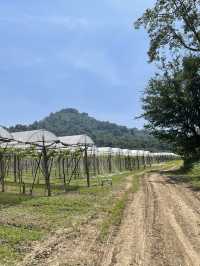 1st Experience Thai Winery @PB Valley Khaoyai
