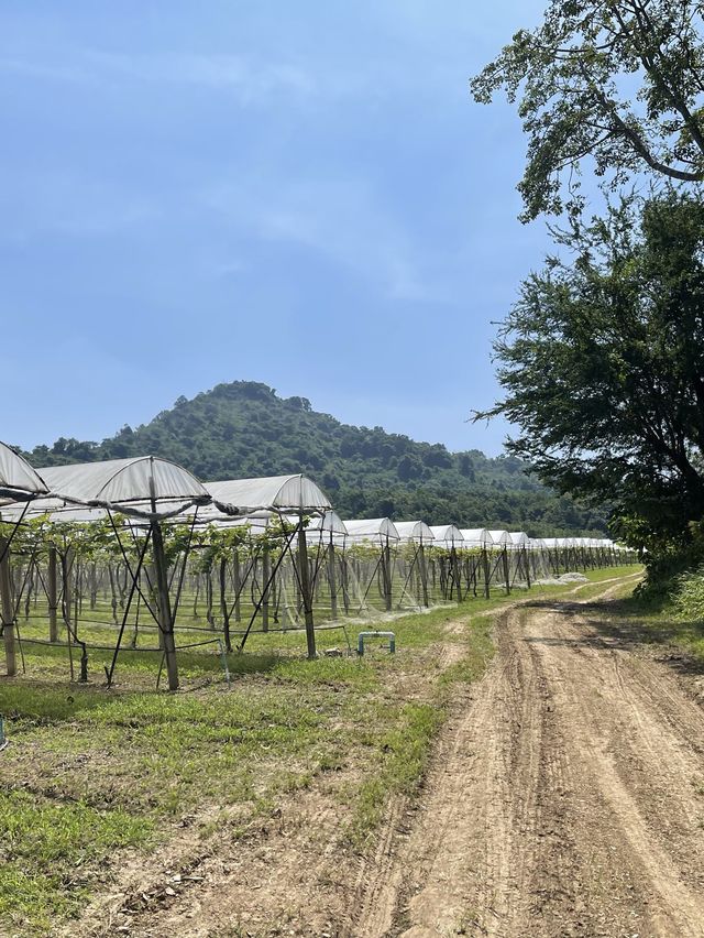 1st Experience Thai Winery @PB Valley Khaoyai