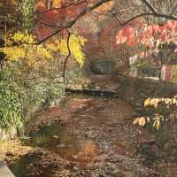 Autumn Season in Daejeon City