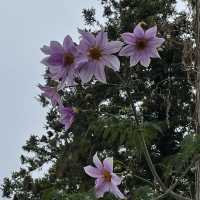【佐賀】秋のひまわり園 紅葉してました