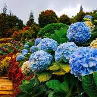 🌷🌻Picturesque Flower Garden🌼🌹