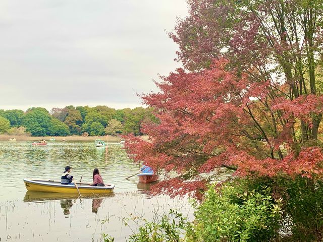 【東京】昭和記念公園でイチョウ紅葉狩り🍁