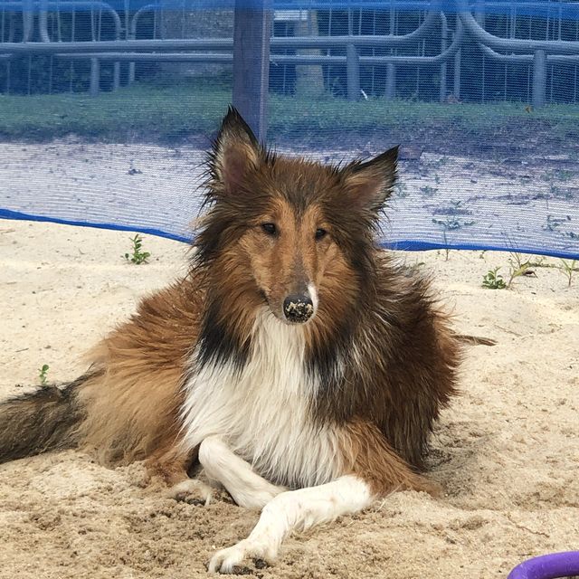 beach day 🐾✨