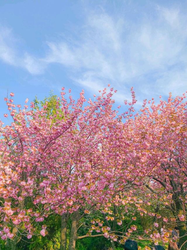 부산 민주공원, 겹벚꽃 명소 추천