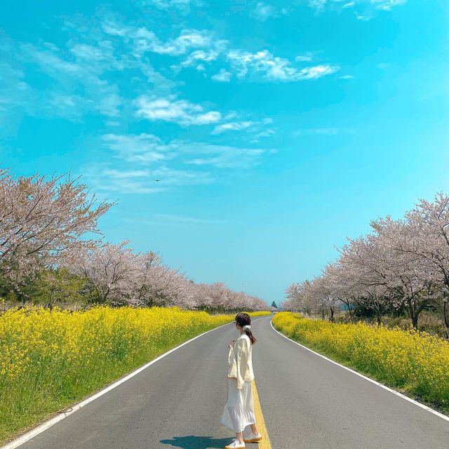 벚꽃, 유채꽃, 풍력발전기가 완벽한 조화를 이루는 가시리 