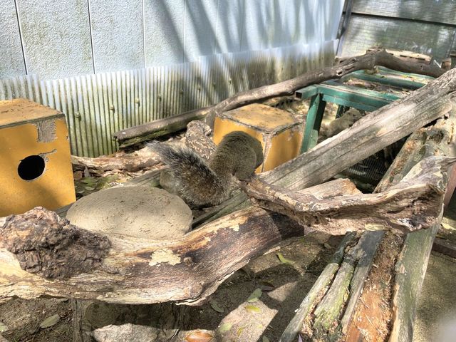 岐阜🐿リスがかなり近くでみれて餌もあげれる🐿💓金華山リス村