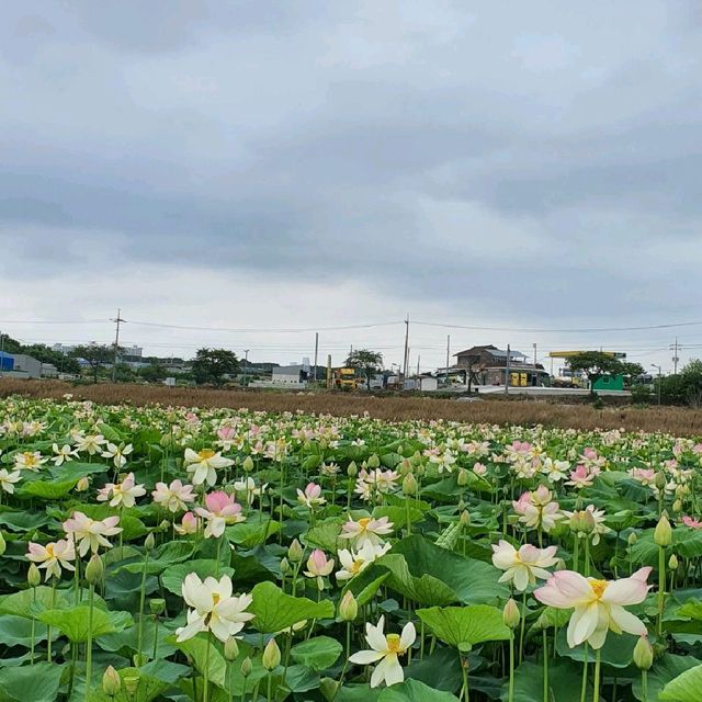 충남 당진 합덕제 수변공원