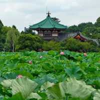 Hoa sen ở công viên Ueno