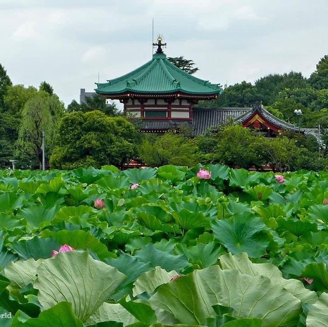 Hoa sen ở công viên Ueno