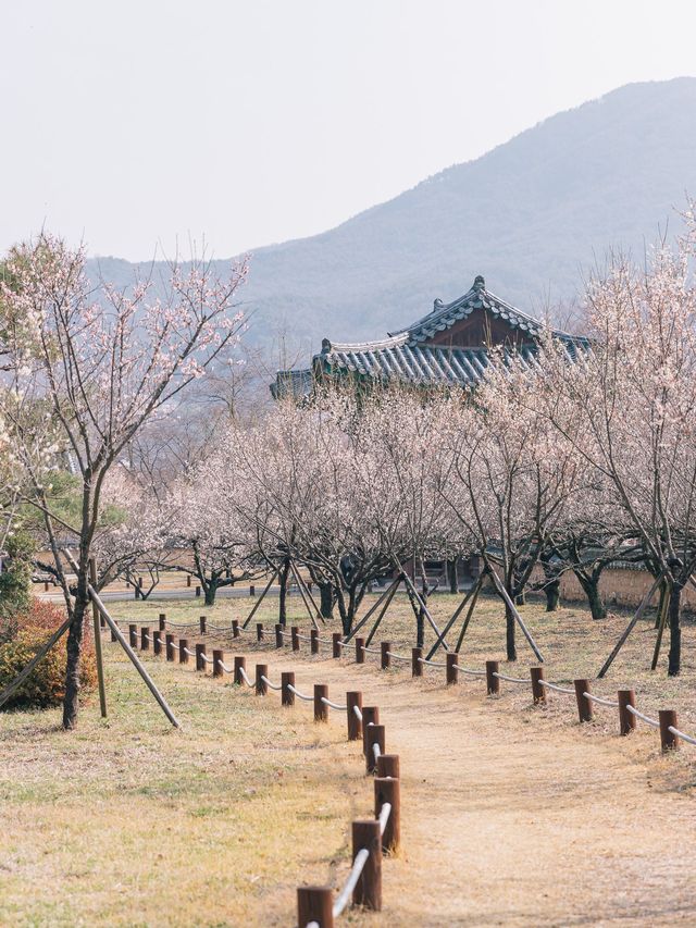 성주 매화꽃은 회연서원🌸