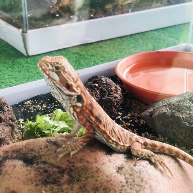 Mini Zoo of Kuala Krai