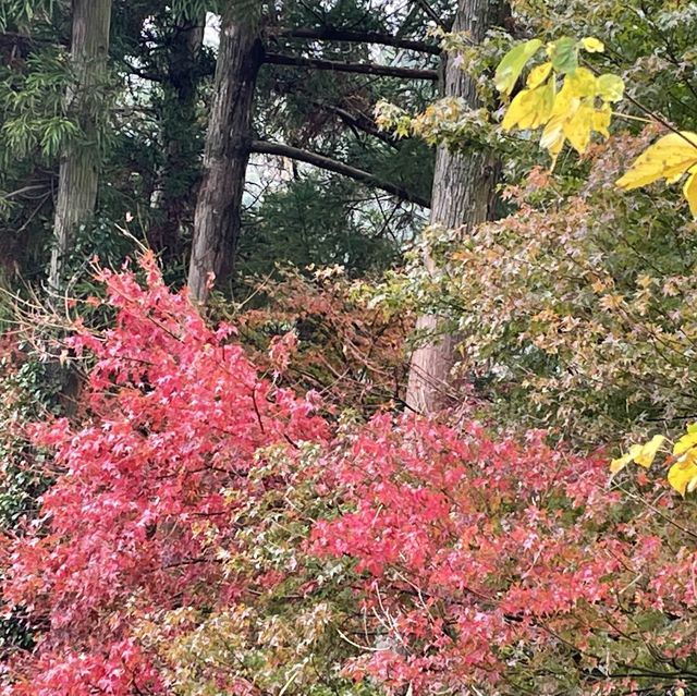 【佐賀】秋のひまわり園 紅葉してました