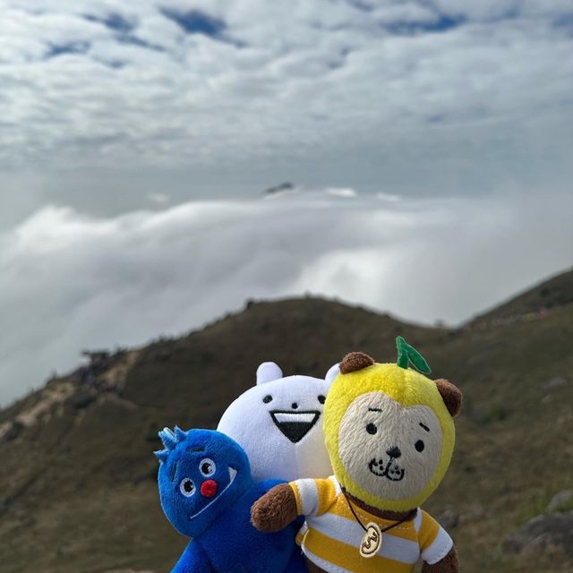 大東山雲海芒草季節2022