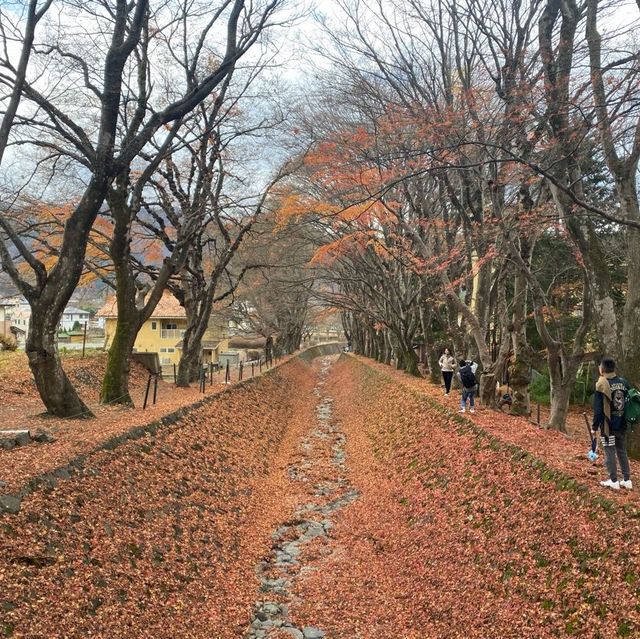 富士河口湖最靚紅葉回廊