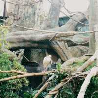Lincoln Park Zoo, Chicago 