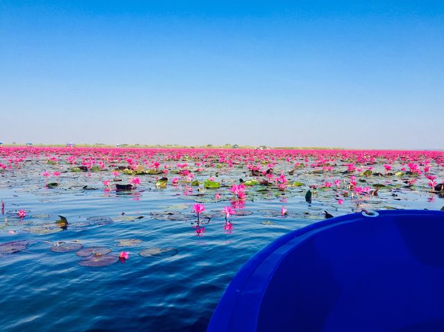 🌸 CARPET OF LOTUS🌸