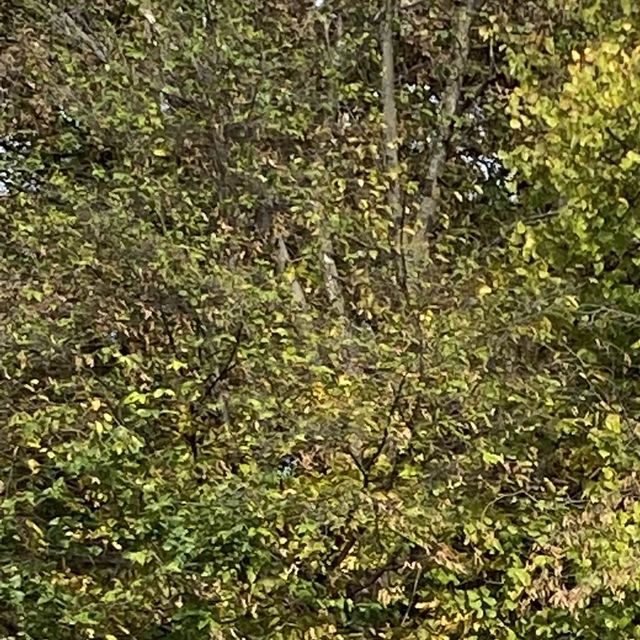 Autumn Hues in Taunus 🥰