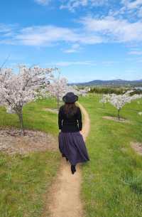 Enjoy the flowers at Canberra Arboretum.