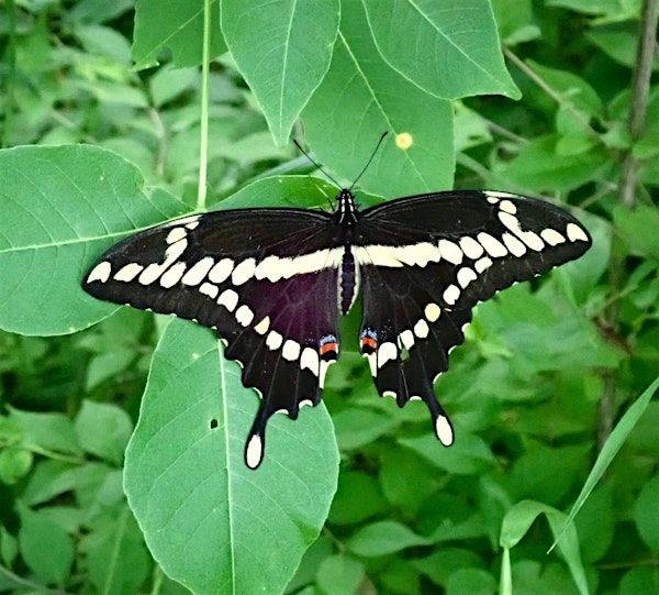 Butterflies and Hostplants Walk | Floracliff Nature Sanctuary