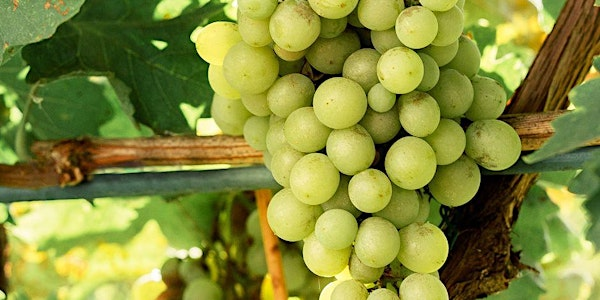 Sauvignon Blanc Around the World | Everything Wine