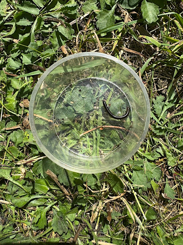 'Swap Screen Time for Green Time' Family Activity Day at Summer Leys | Summer Leys Nature Reserve
