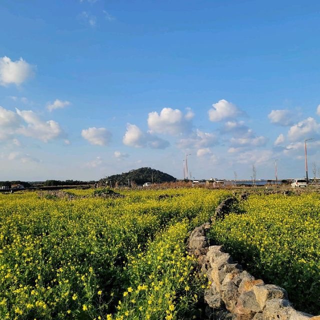 12월 3일 겨울 제주