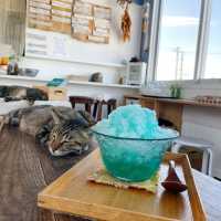ハートランドカフェで猫と島時間を過ごす