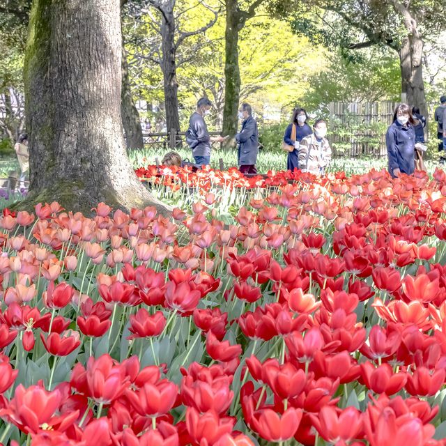 春の横浜公園の散策