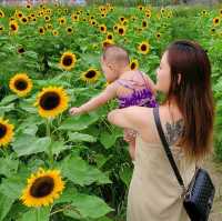 元朗信芯園 太陽花海何其壯觀